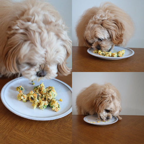 犬ごはん4パック詰め合わせ【送料無料】